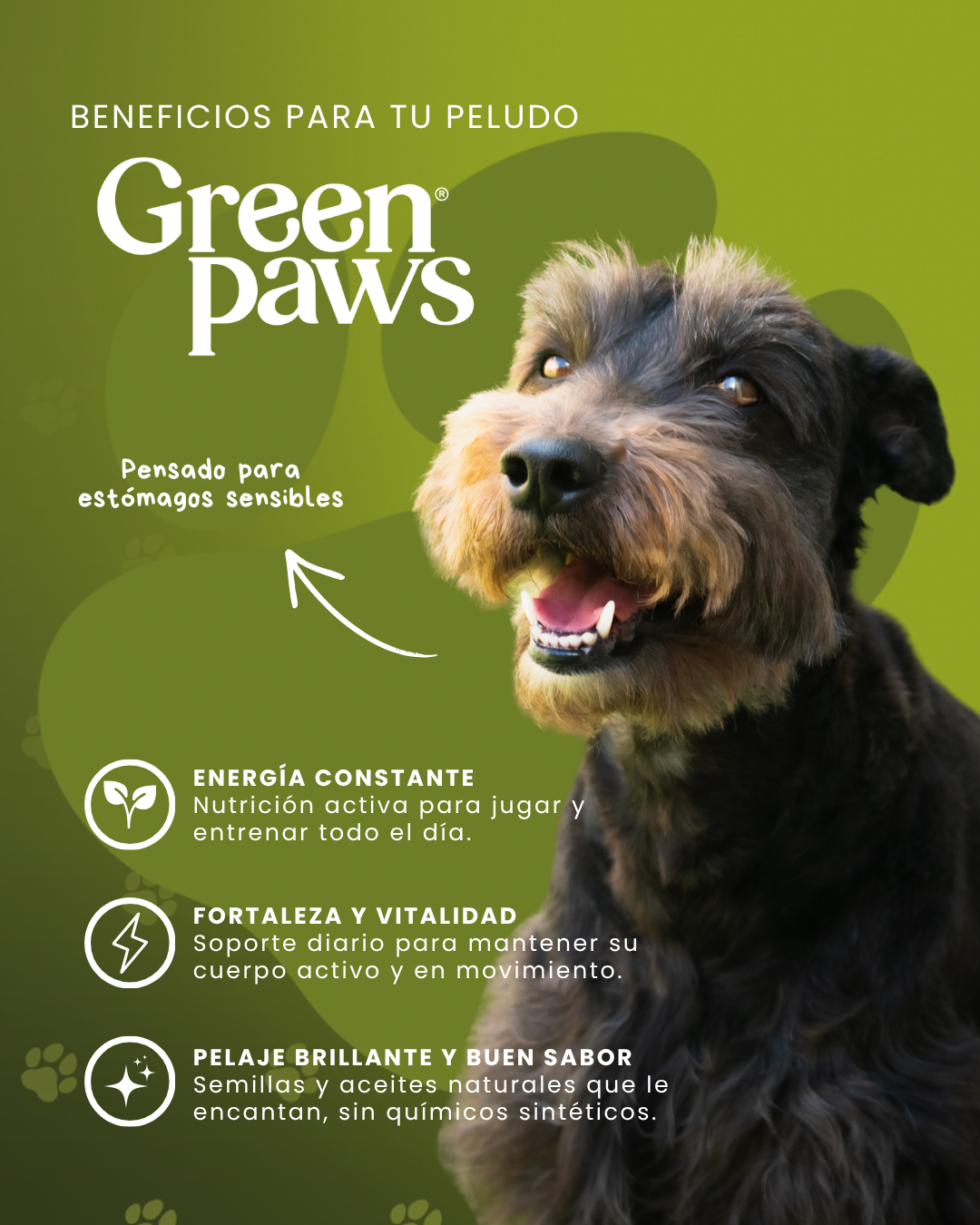 GreenPaws Mini: Pack de 10