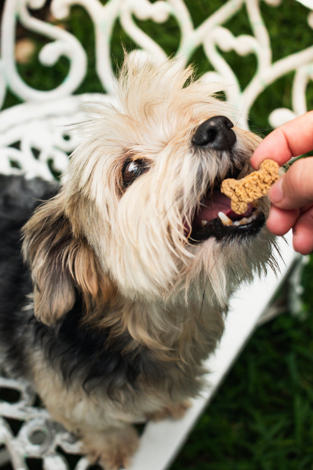 GreenPaws Mini: Pack de 10